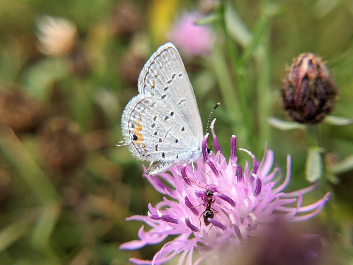 About the For the Life of Bugs campaign on Bonfire 5