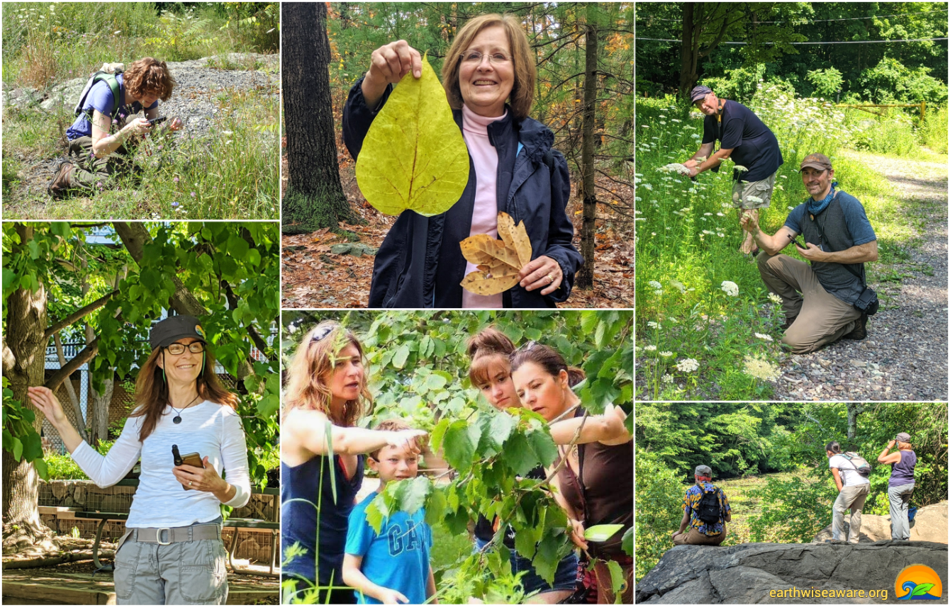 About the For the Life of Bugs campaign on Bonfire 7