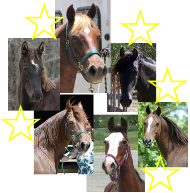 About the Does It All campaign on Bonfire 2