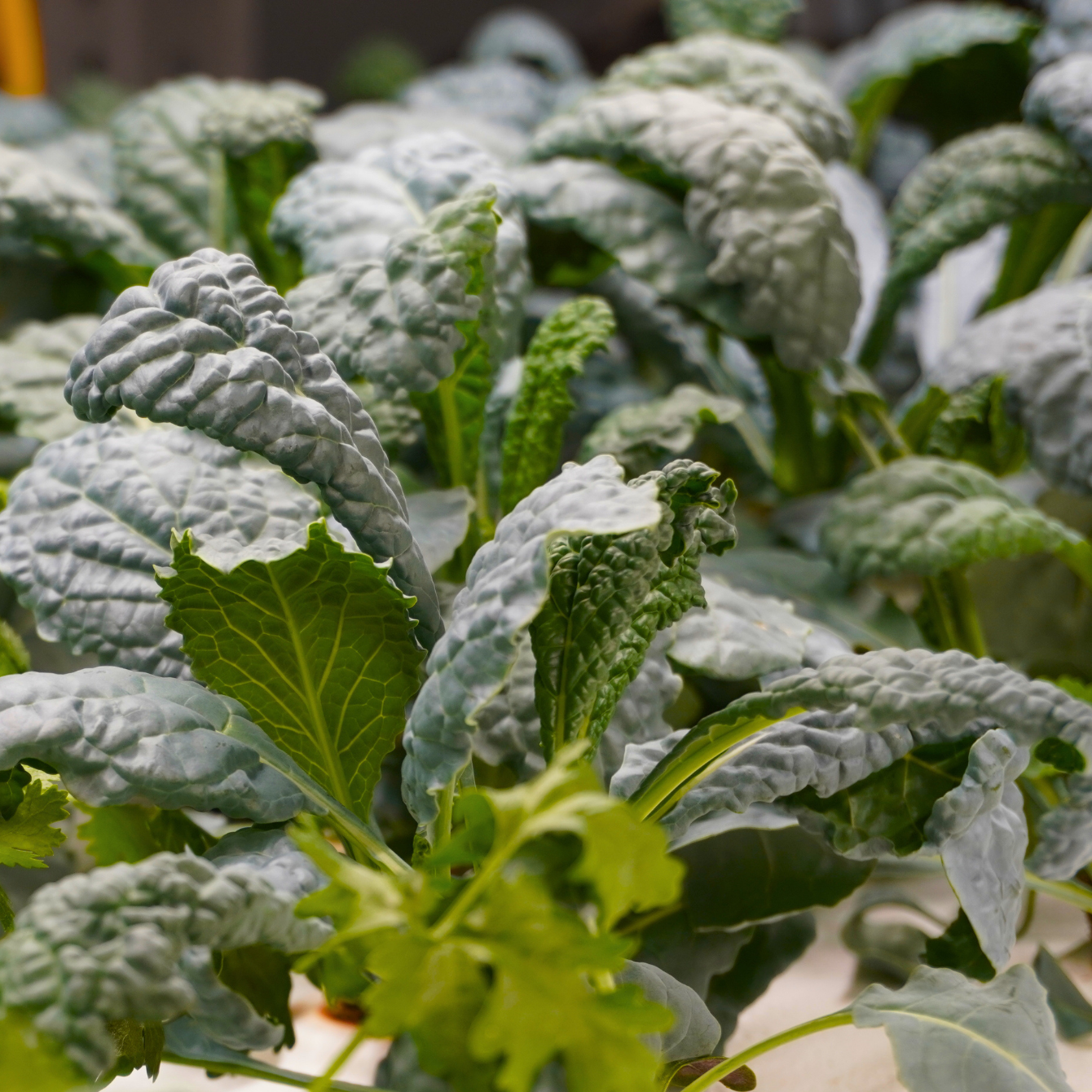 About the Hail Kale campaign on Bonfire 2
