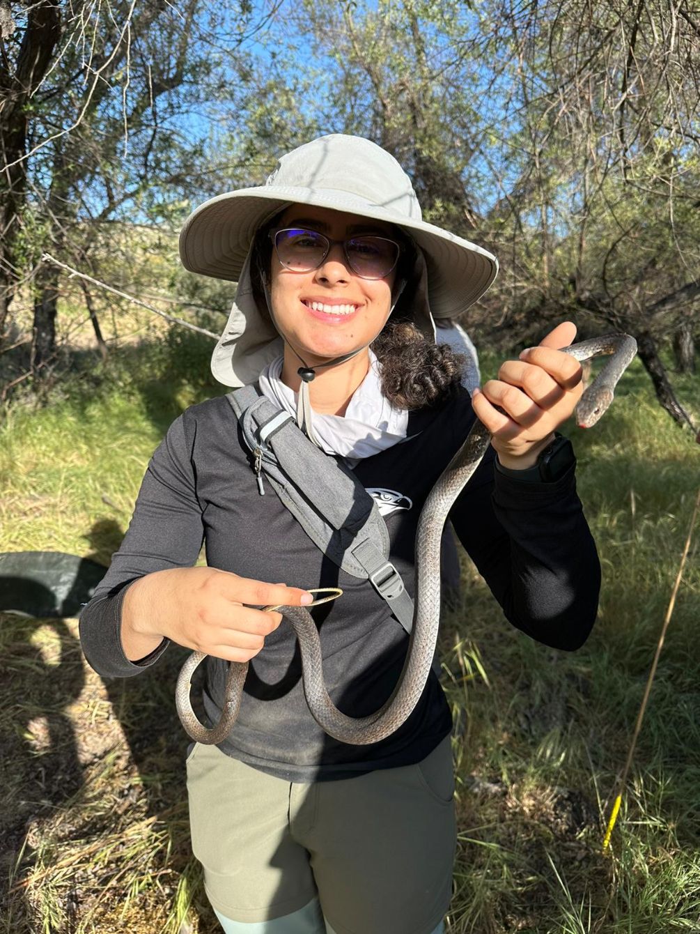 About the Rattlesnakes of California Rear Design - SJVC campaign on Bonfire 2