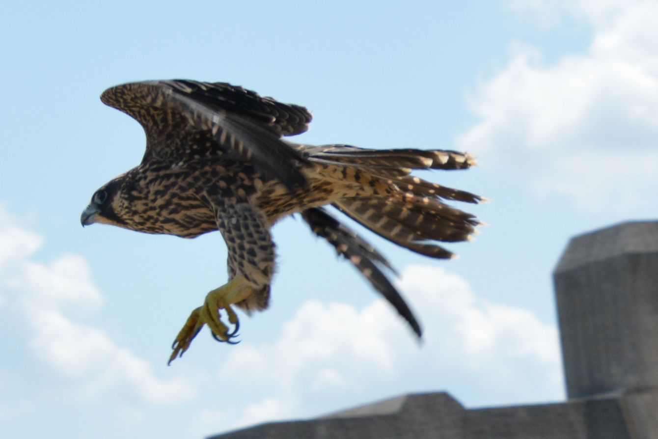 About the Raptor Center Falcon campaign on Bonfire 2