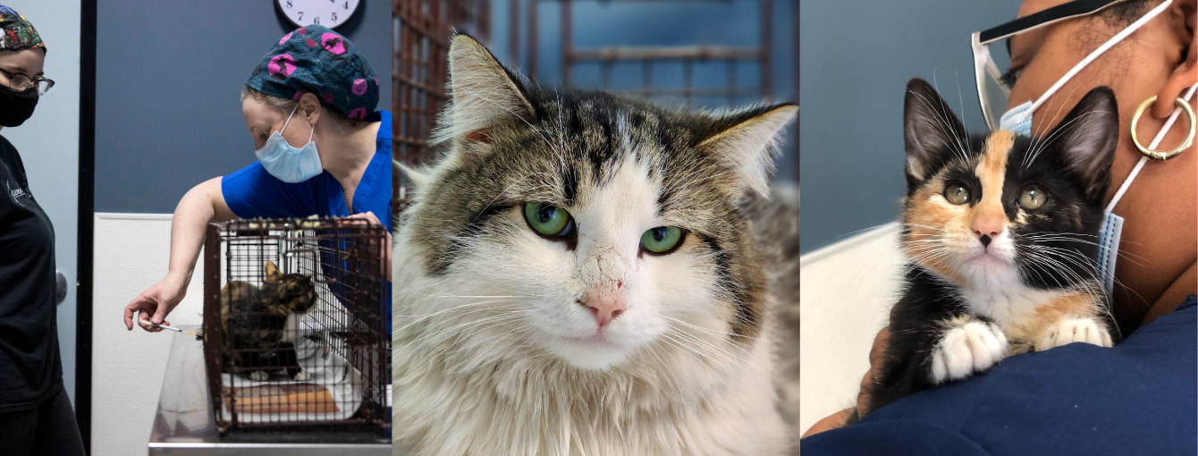 About the It's Hip to be Tipped campaign on Bonfire 3