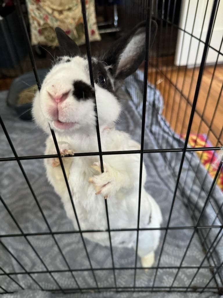 About the Childless Bunny Lady campaign on Bonfire 2