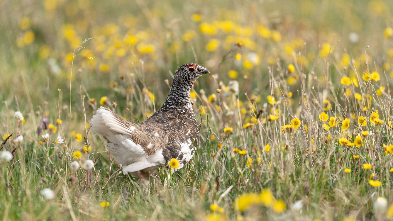 About the  campaign on Bonfire 2