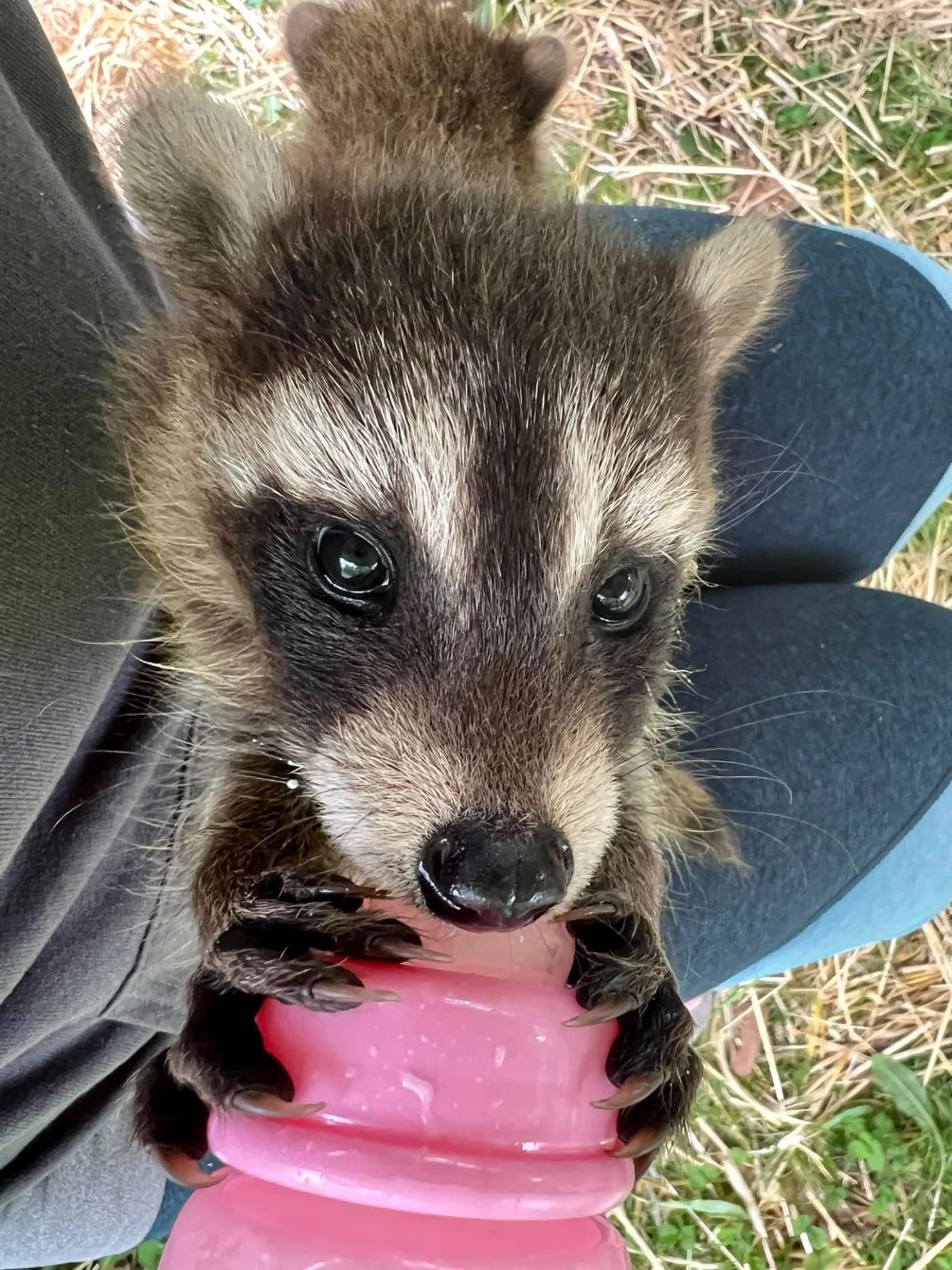 About the Stay Trashy! campaign on Bonfire 2