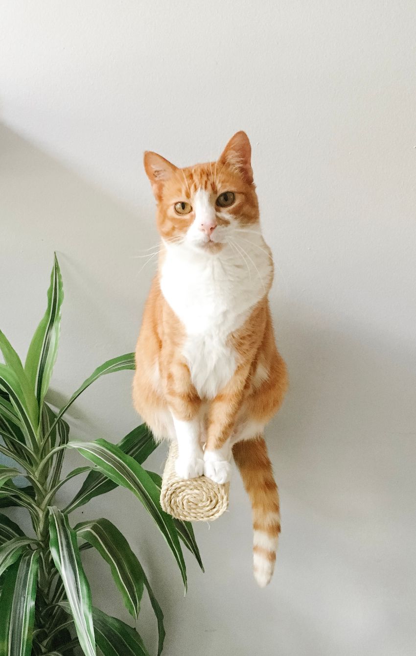 About the Chloe's Legacy campaign on Bonfire 2