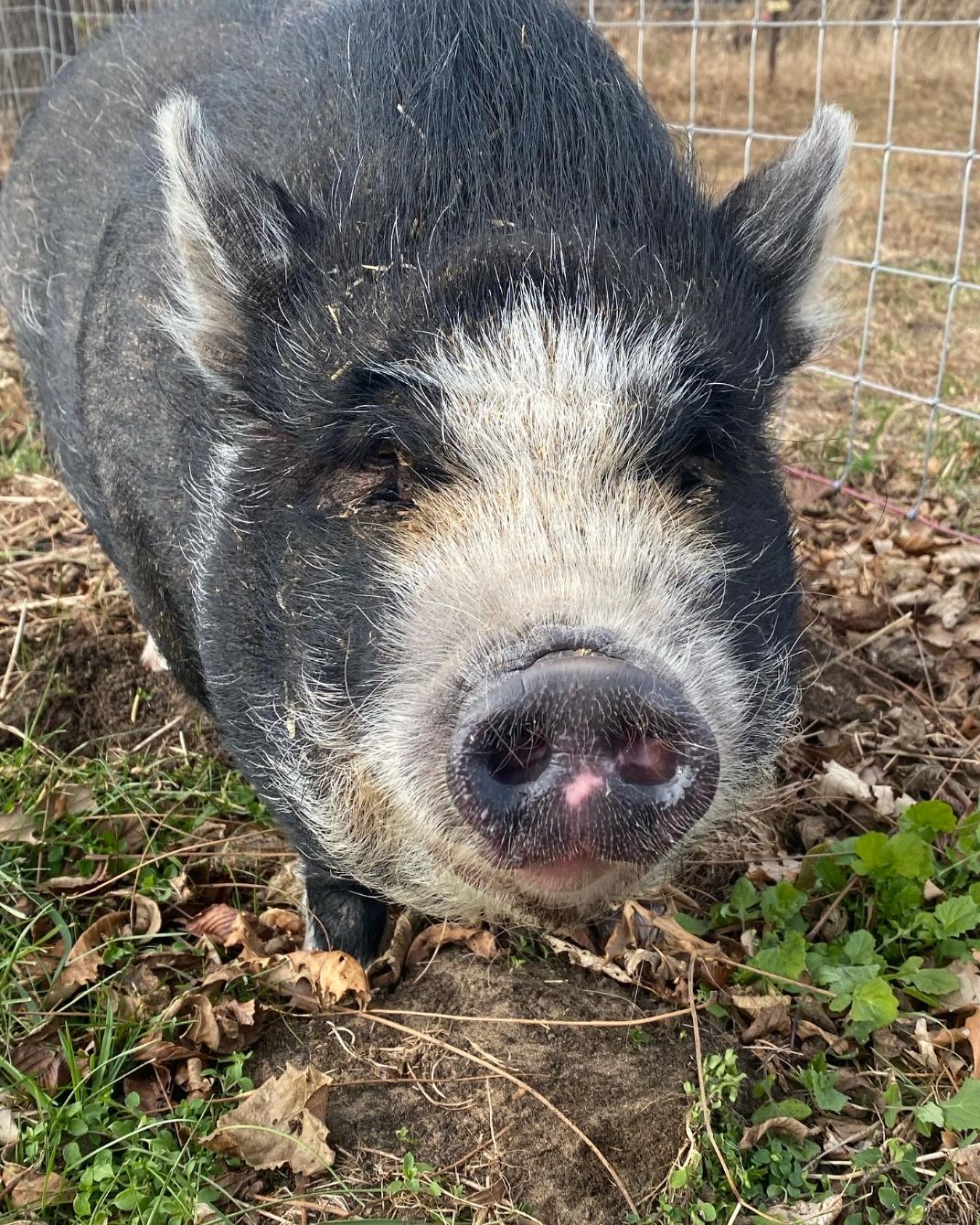 About the  campaign on Bonfire 2