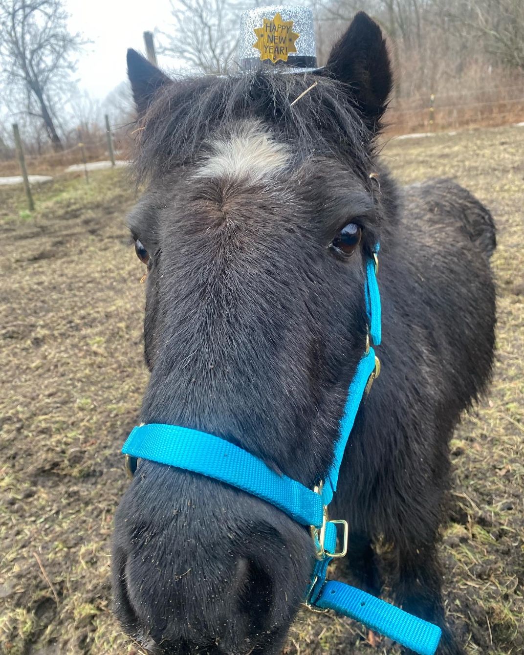 About the  campaign on Bonfire 3