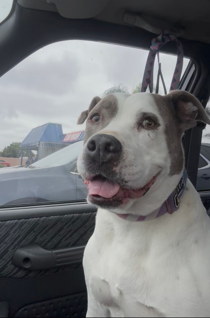 About the Rescue, Rehab, Rehome campaign on Bonfire 3