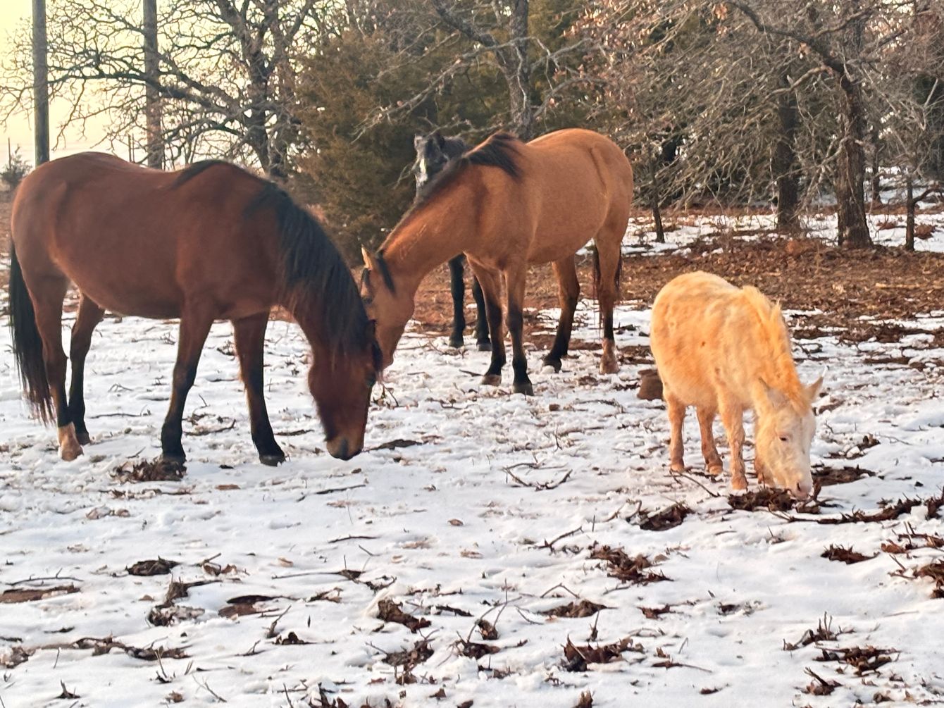 About the Winter Hay Fundraiser&nbsp; campaign on Bonfire 2
