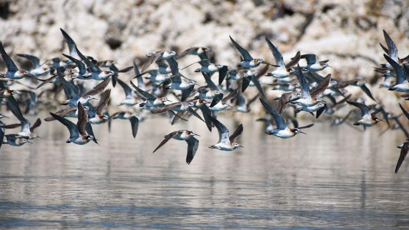 About the Save the Saline Lakes campaign on Bonfire 2