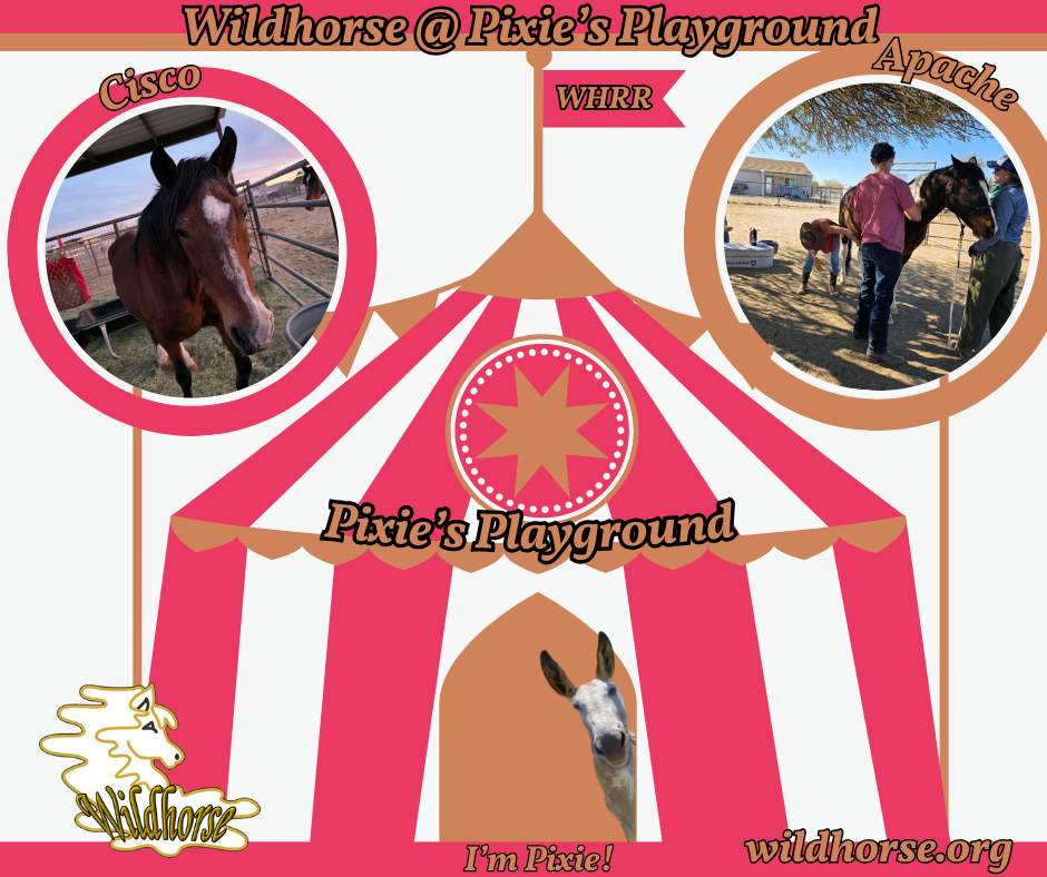 About the Pixie's Playground Real Pixie campaign on Bonfire 2