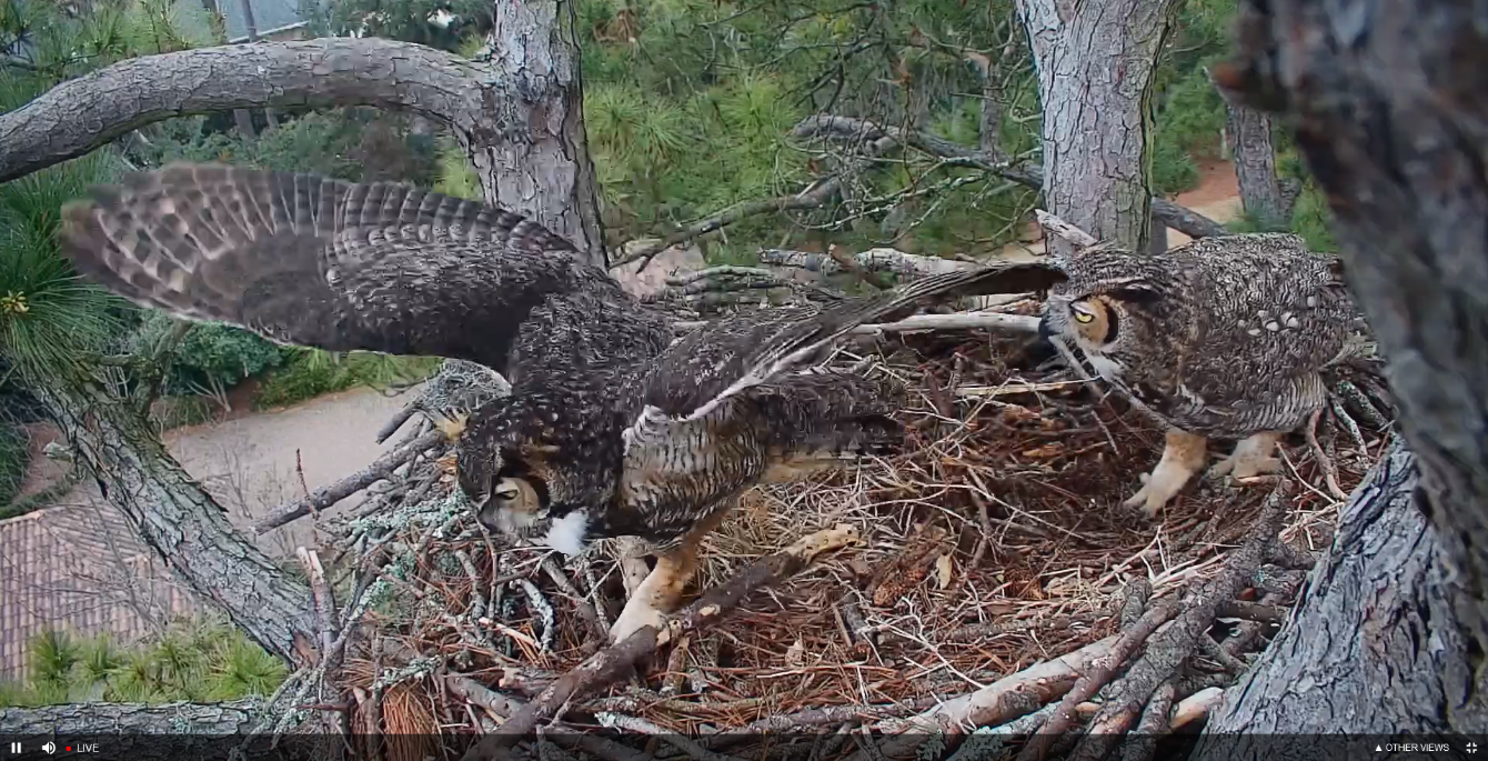 About the Protect What You Love Hat campaign on Bonfire 2