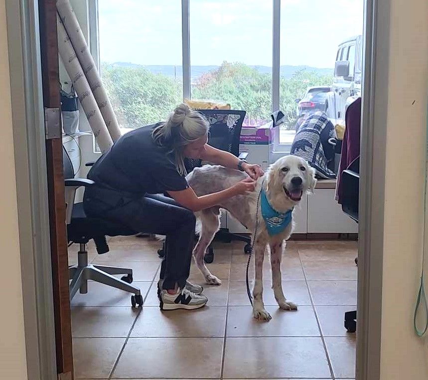 About the Country Christmas campaign on Bonfire 2