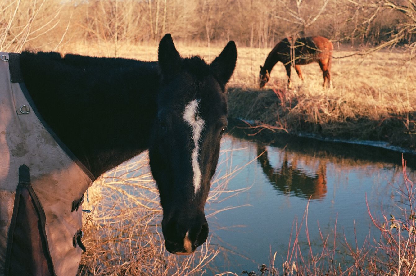 About the  campaign on Bonfire 2