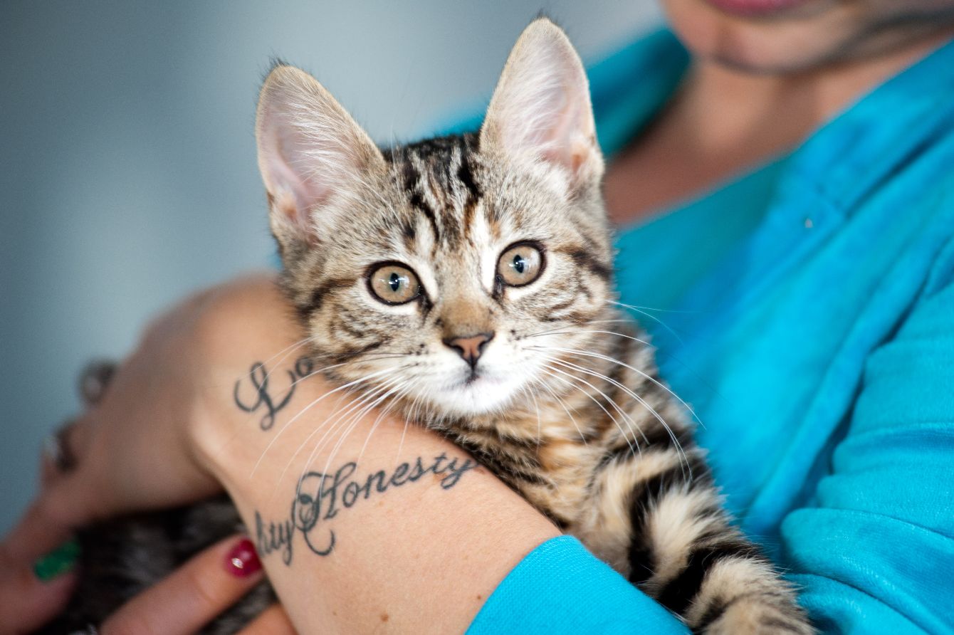 About the Peace Love Adopt Apparel campaign on Bonfire 3