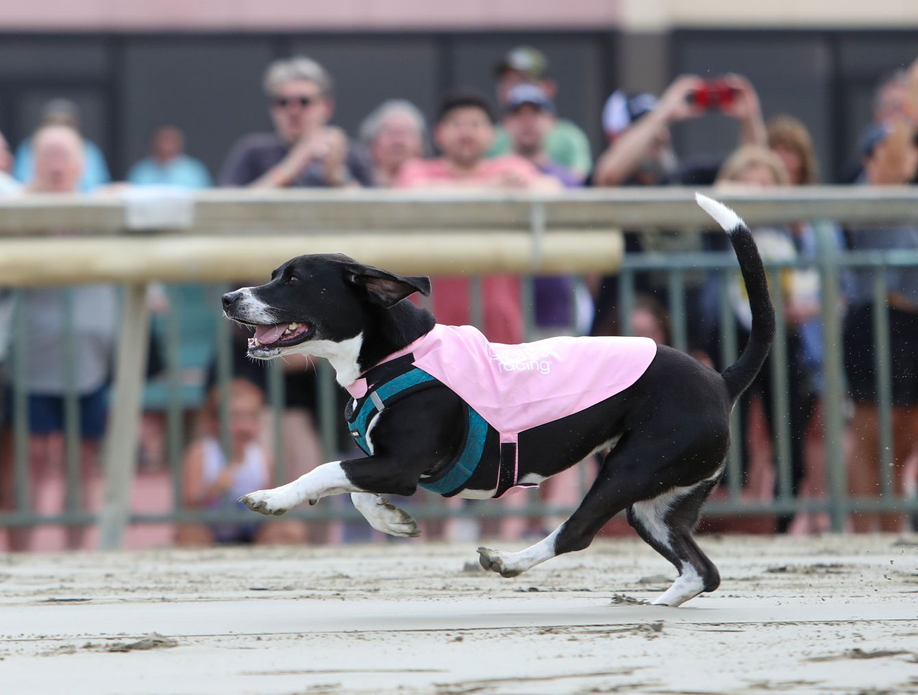 About the Team Benson - Bark at Parx 2026 campaign on Bonfire 2