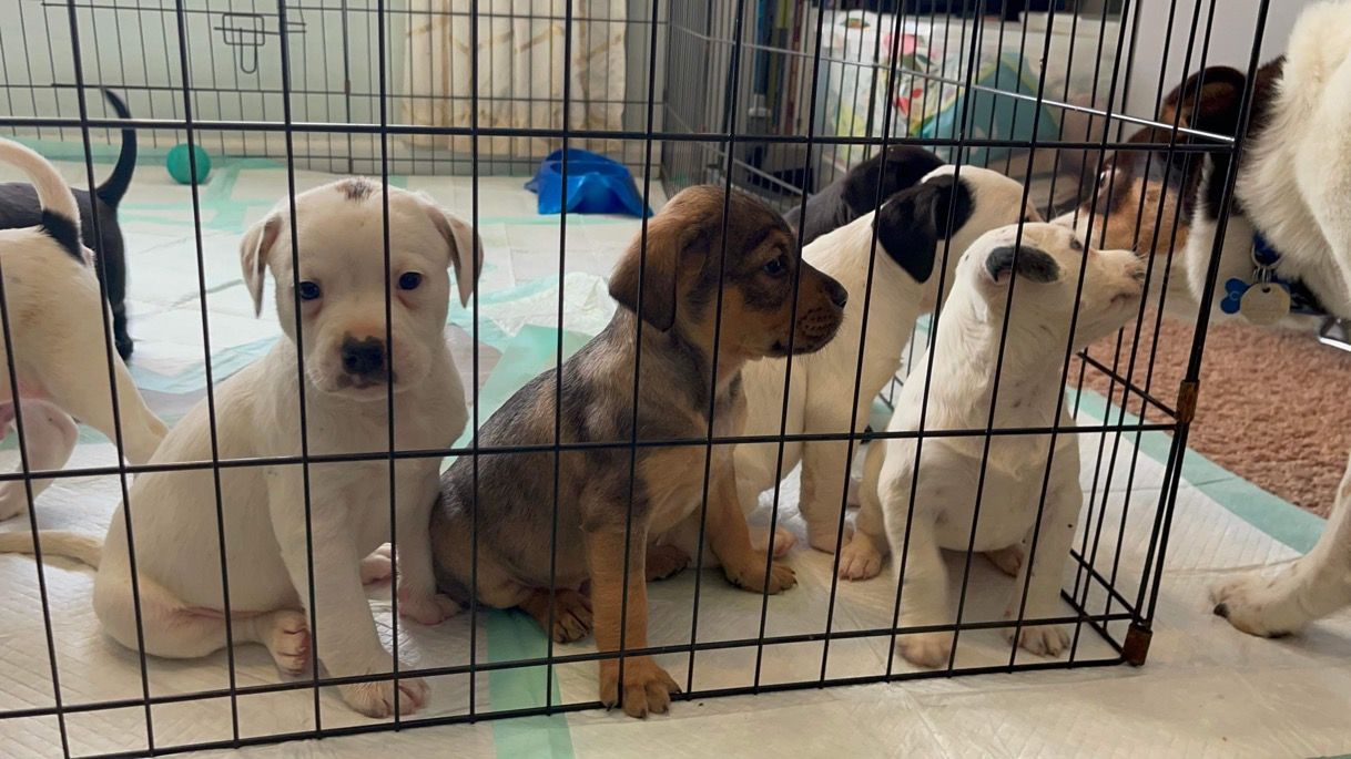 About the  campaign on Bonfire 3