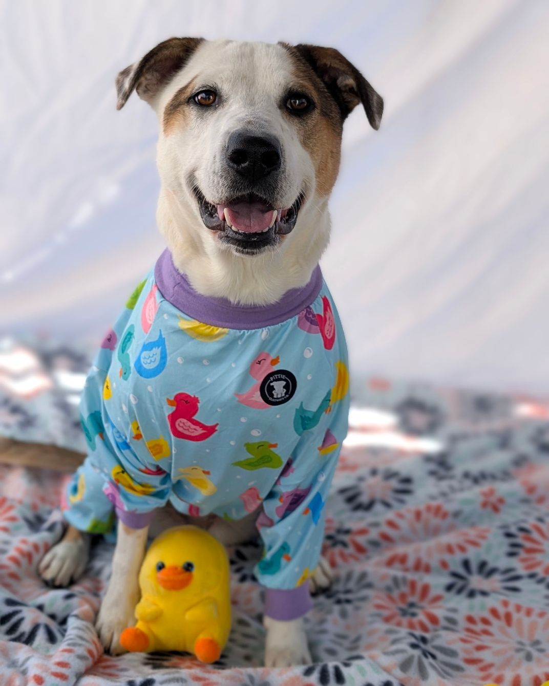 About the Shelter Slumber Pawty 2026 campaign on Bonfire 2