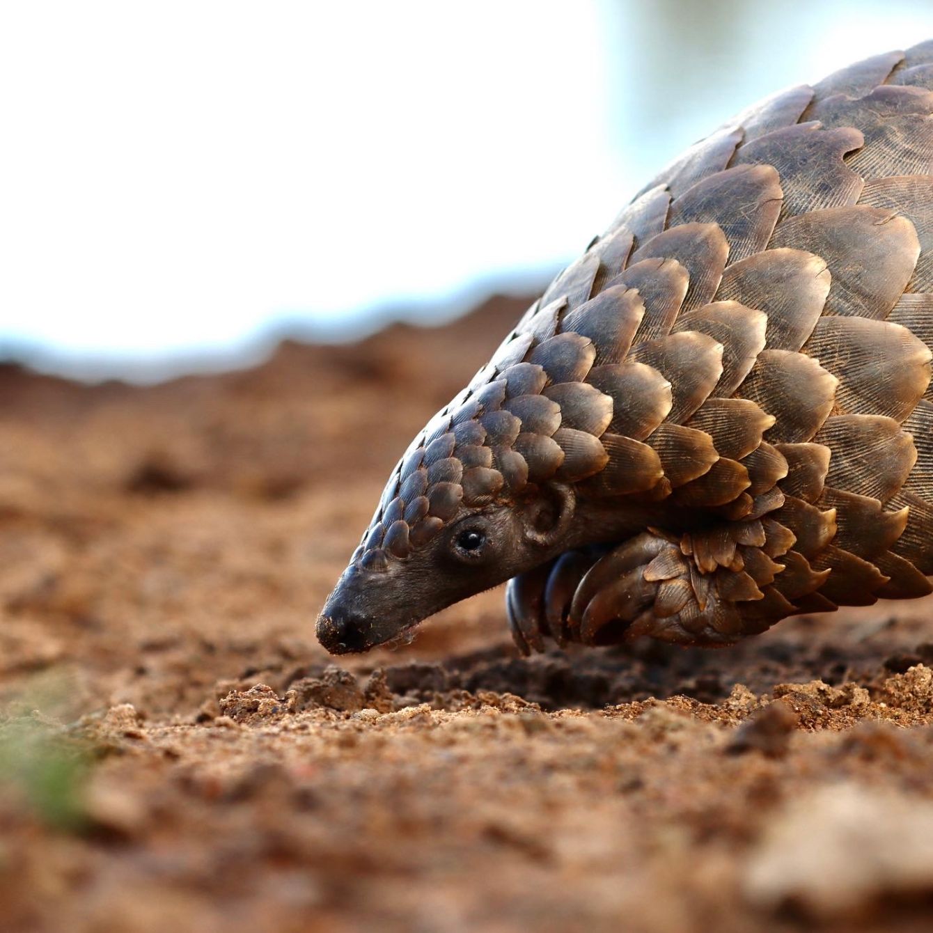 About the Save the Pangolins campaign on Bonfire 2