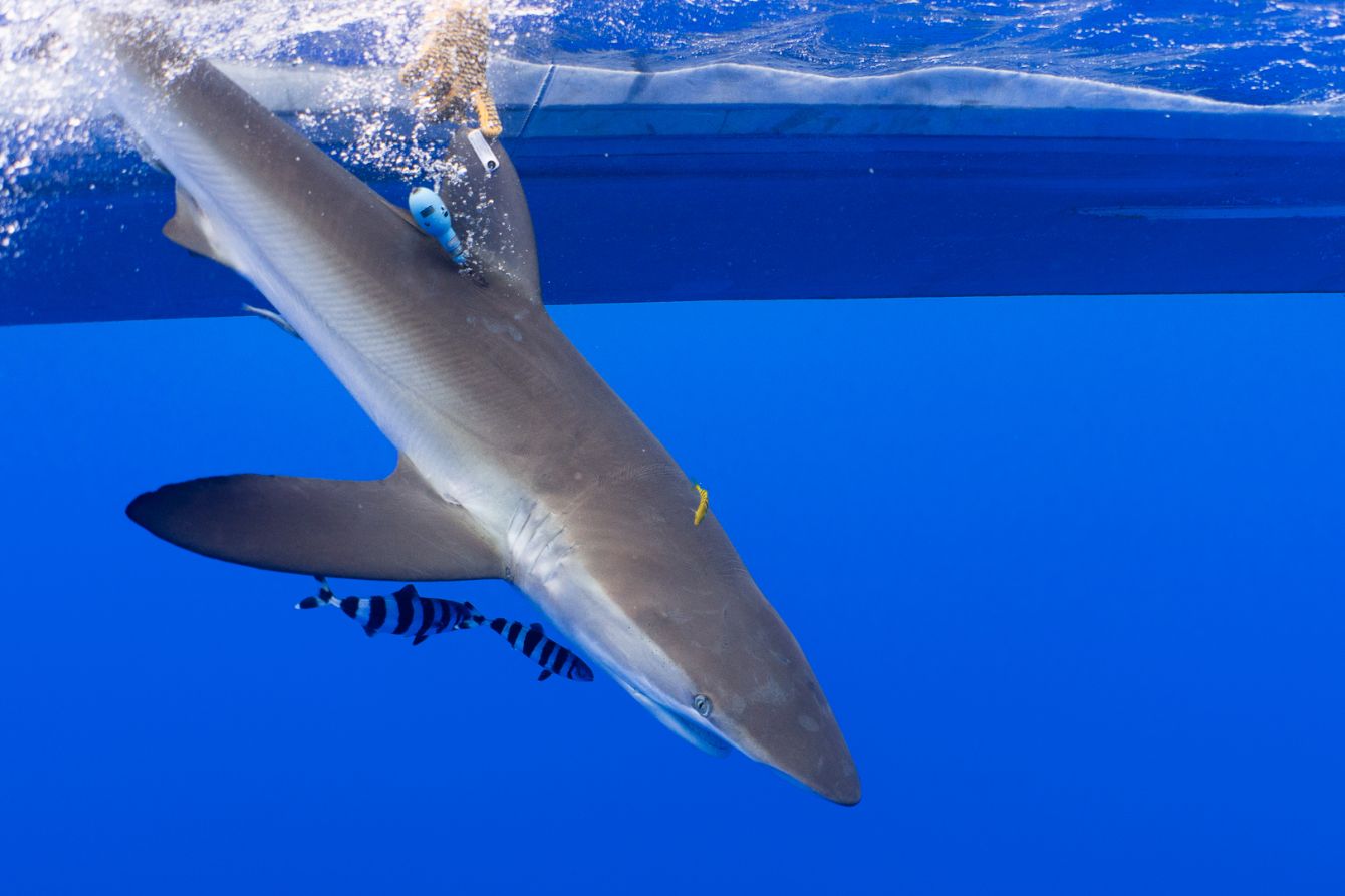 About the Unisex Tees campaign on Bonfire 2