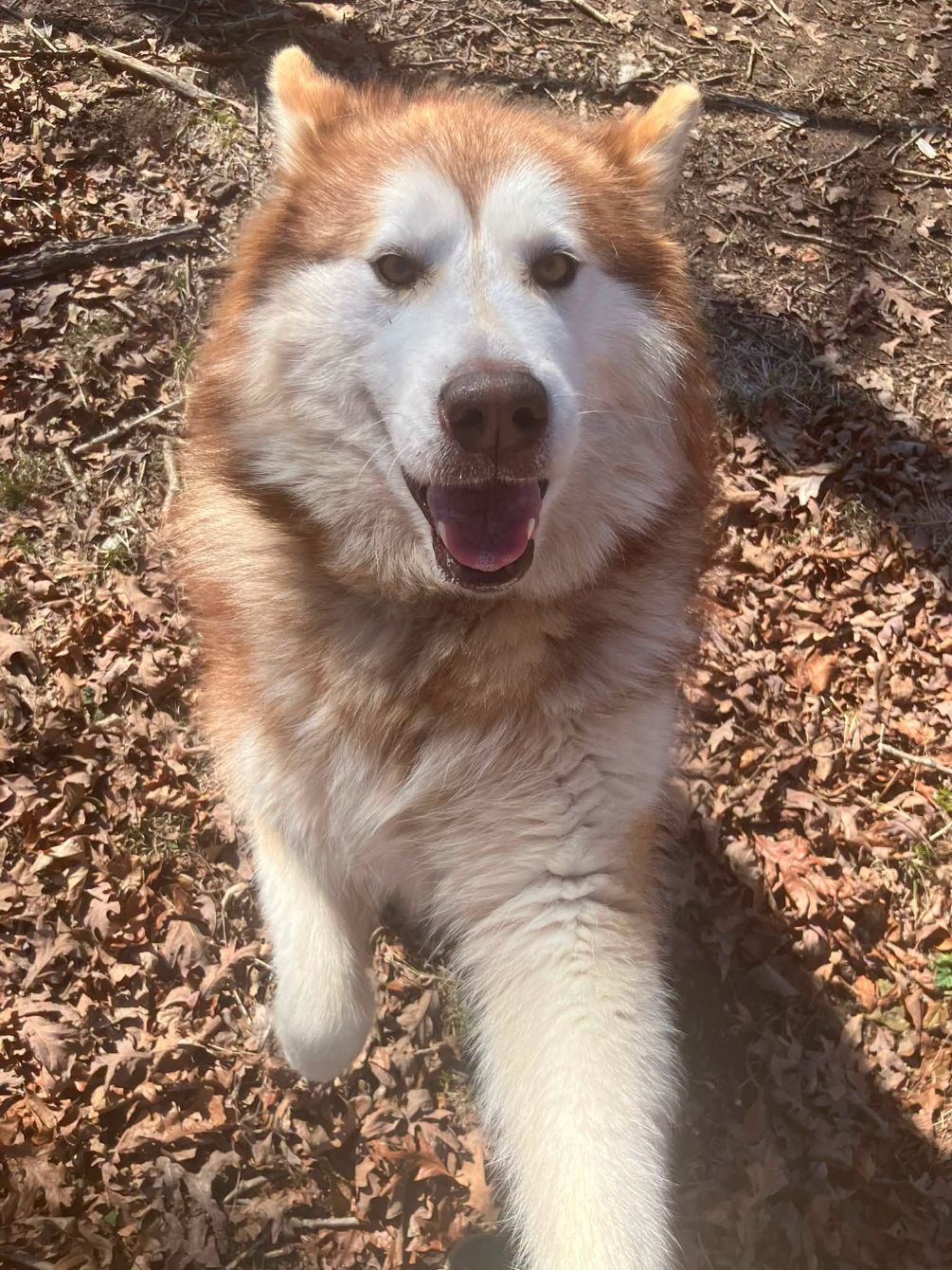 About the Turkey Day Fun for Kibble&nbsp; campaign on Bonfire 2