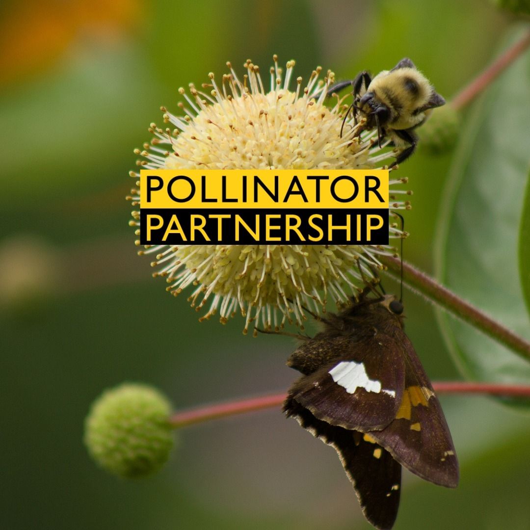 About the Introverted, but will discuss pollinators... campaign on Bonfire 2