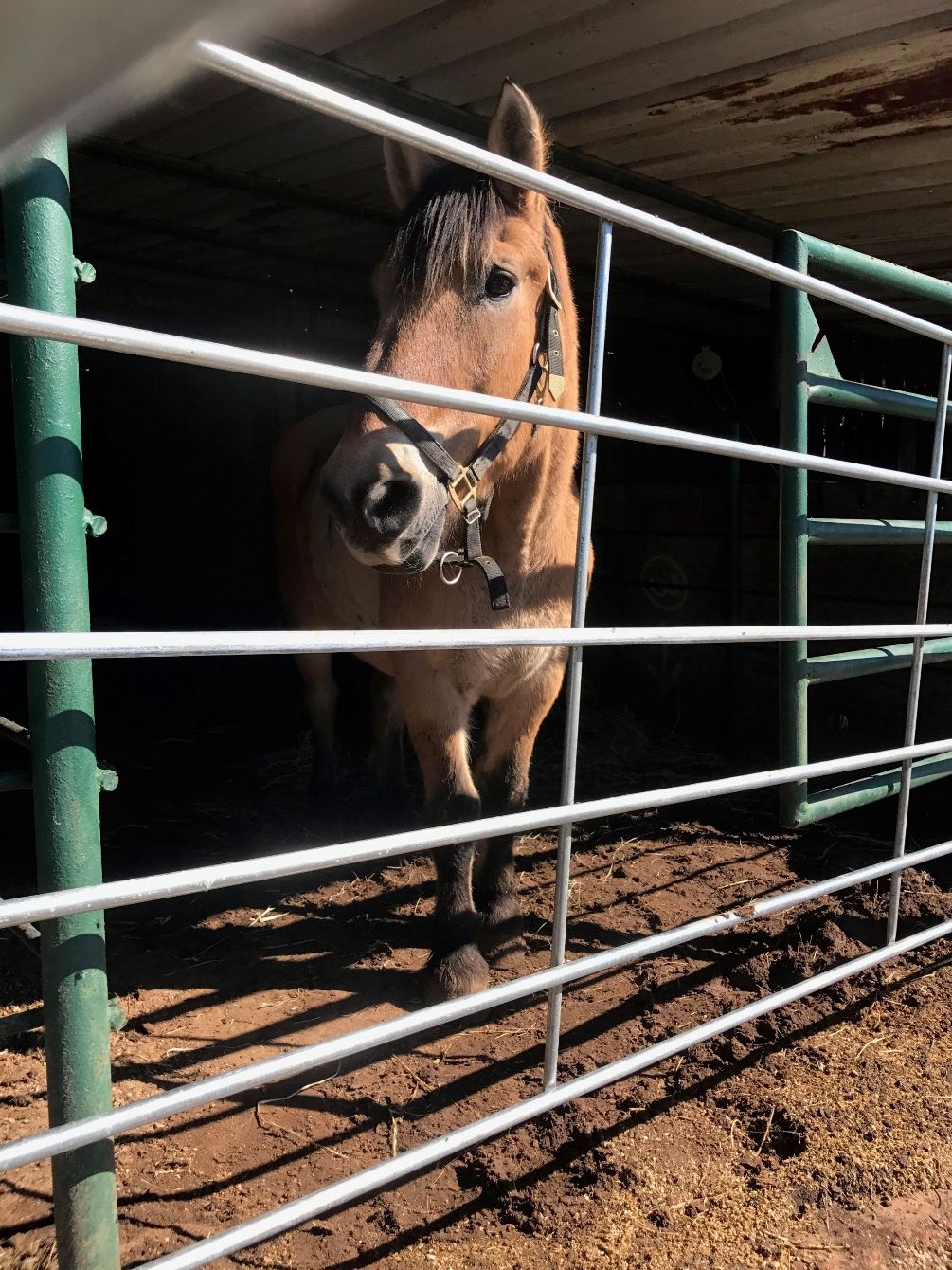 About the Helping Fjord Horses campaign on Bonfire 2