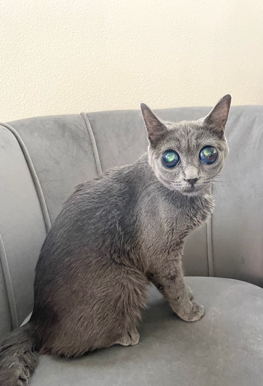 About the Mario's Paw campaign on Bonfire 2