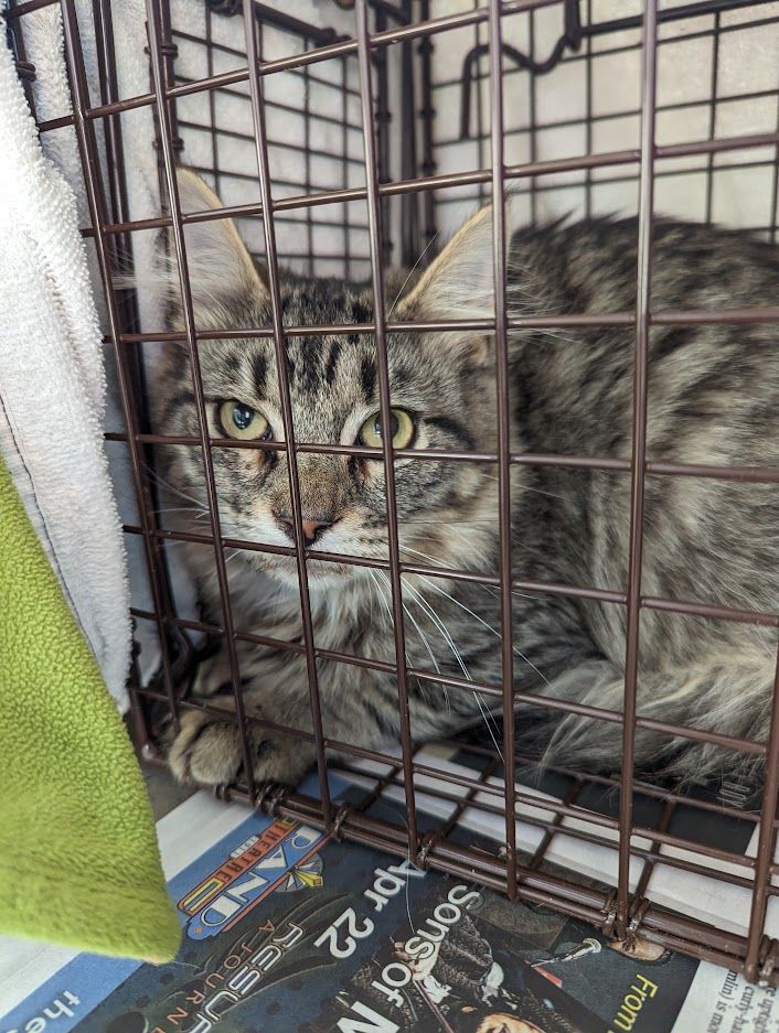 About the Spay Our Strays campaign on Bonfire 2