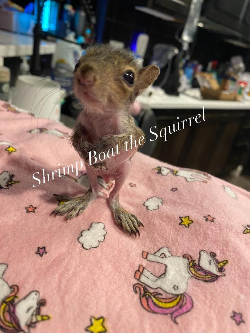 About the SS Shrimp Boat Shirts/Hoodies campaign on Bonfire 2