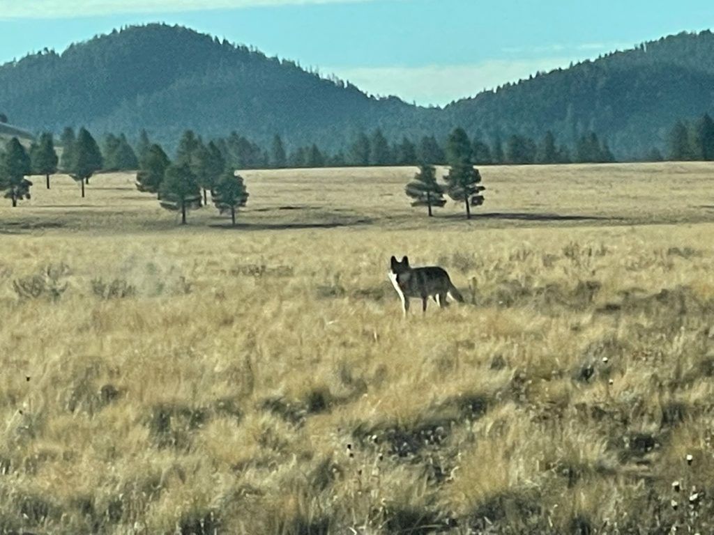 About the Grand Canyon Wolf Recovery Project logo merch campaign on Bonfire 2