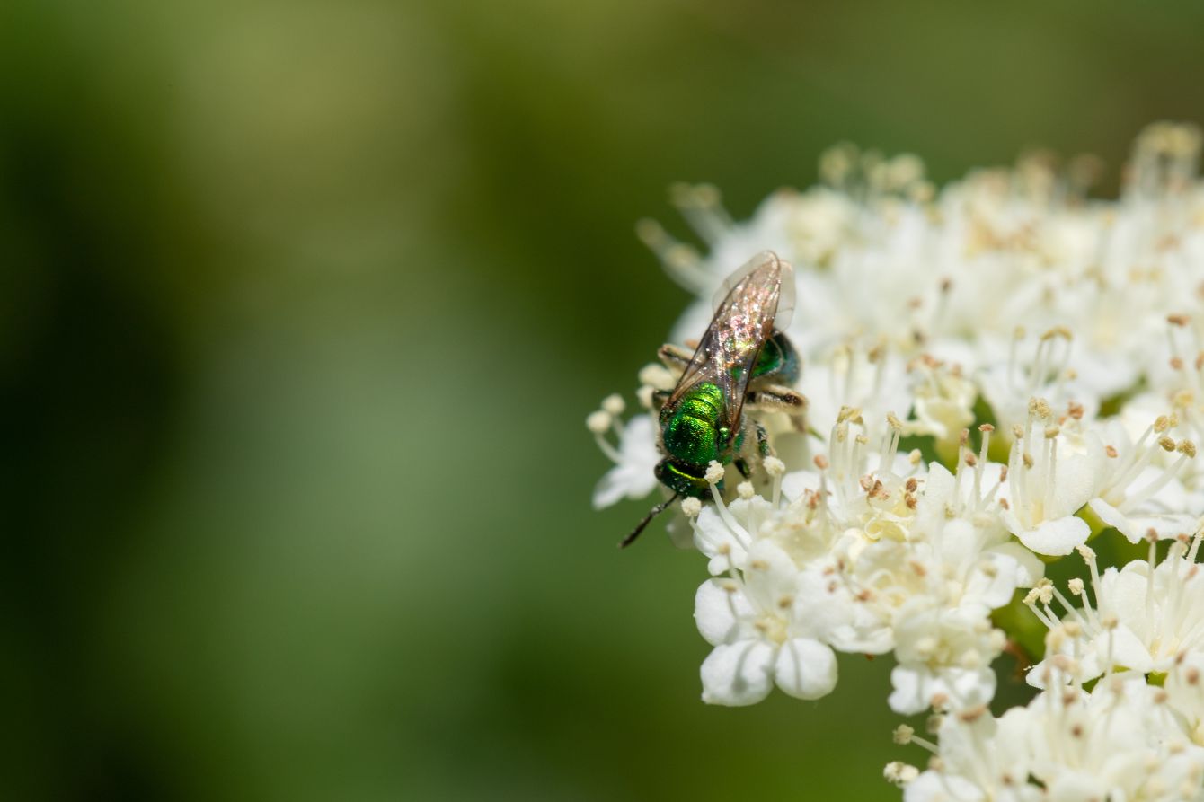 About the Save the Pollinators Shirt - The Flying Four campaign on Bonfire 1