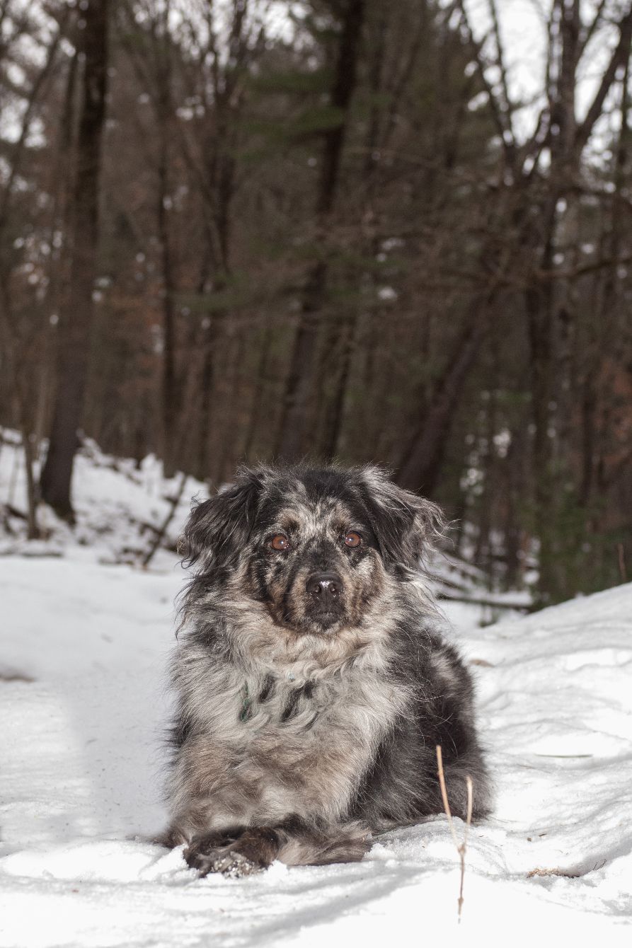 About the Keep Winter Fiery campaign on Bonfire 2