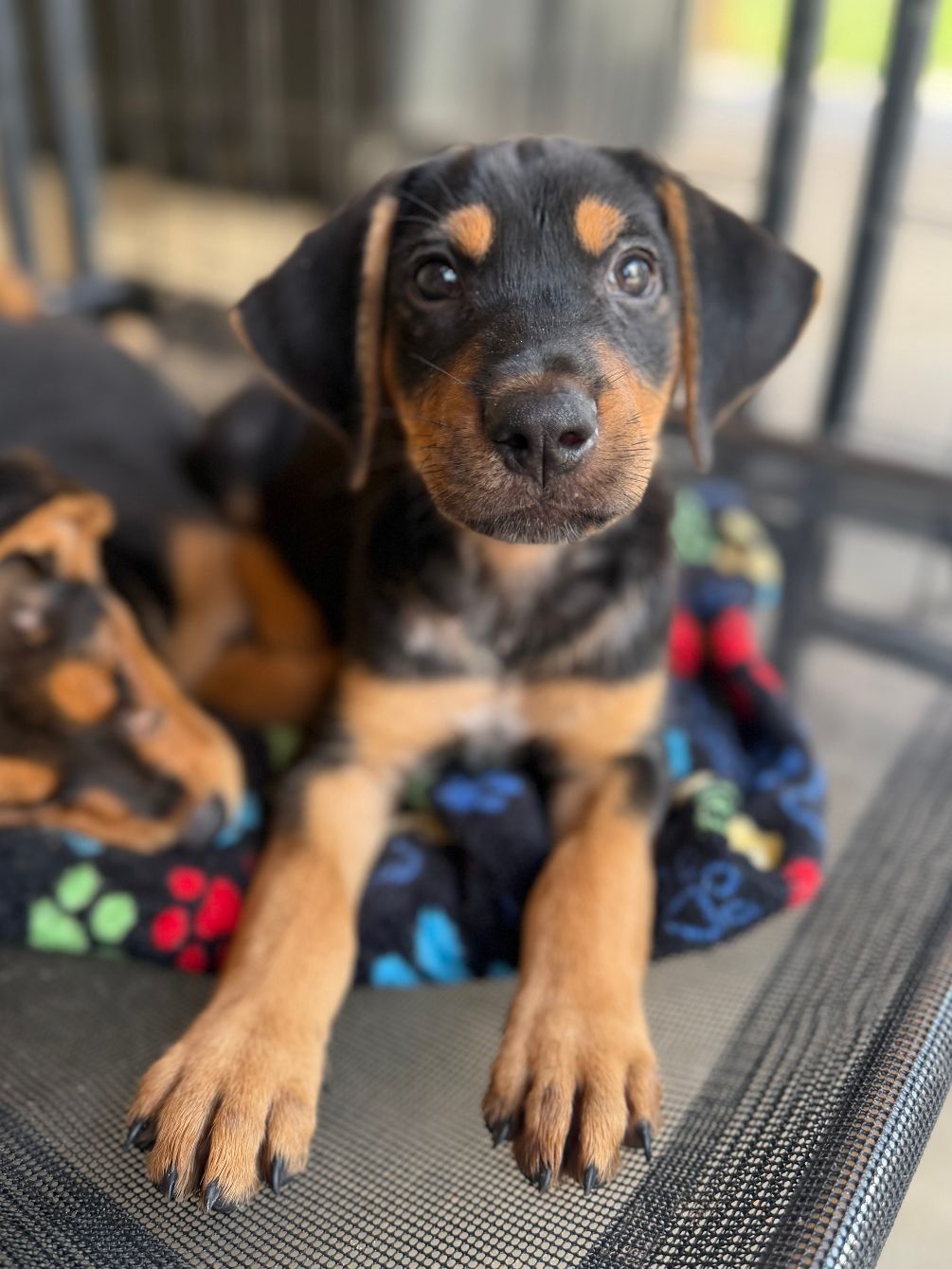 About the Winnie's Warriors Sanctuary campaign on Bonfire 2