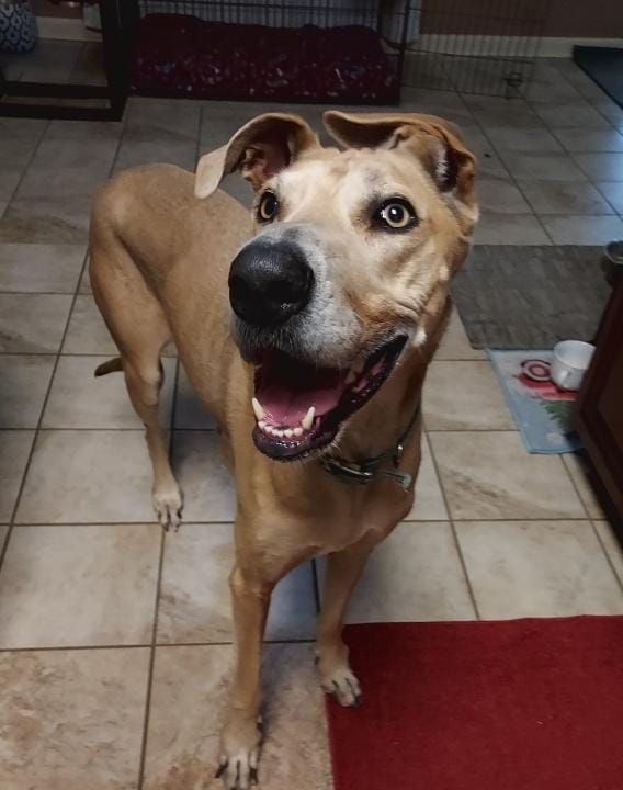 About the Dollars for Daisy campaign on Bonfire 2