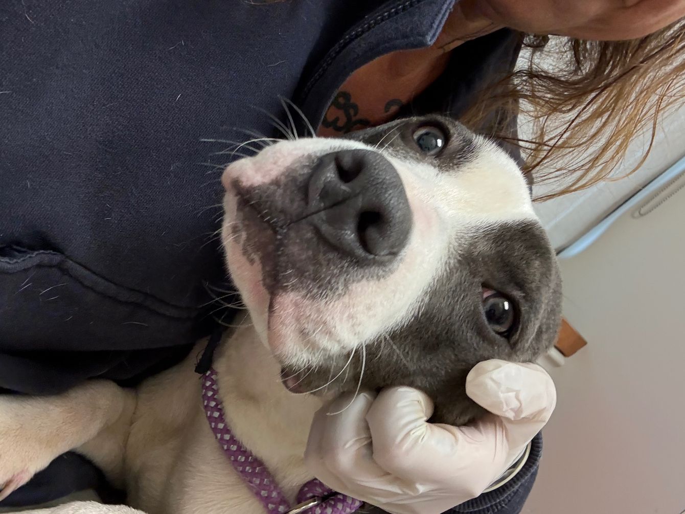 About the Medical Funds campaign on Bonfire 4