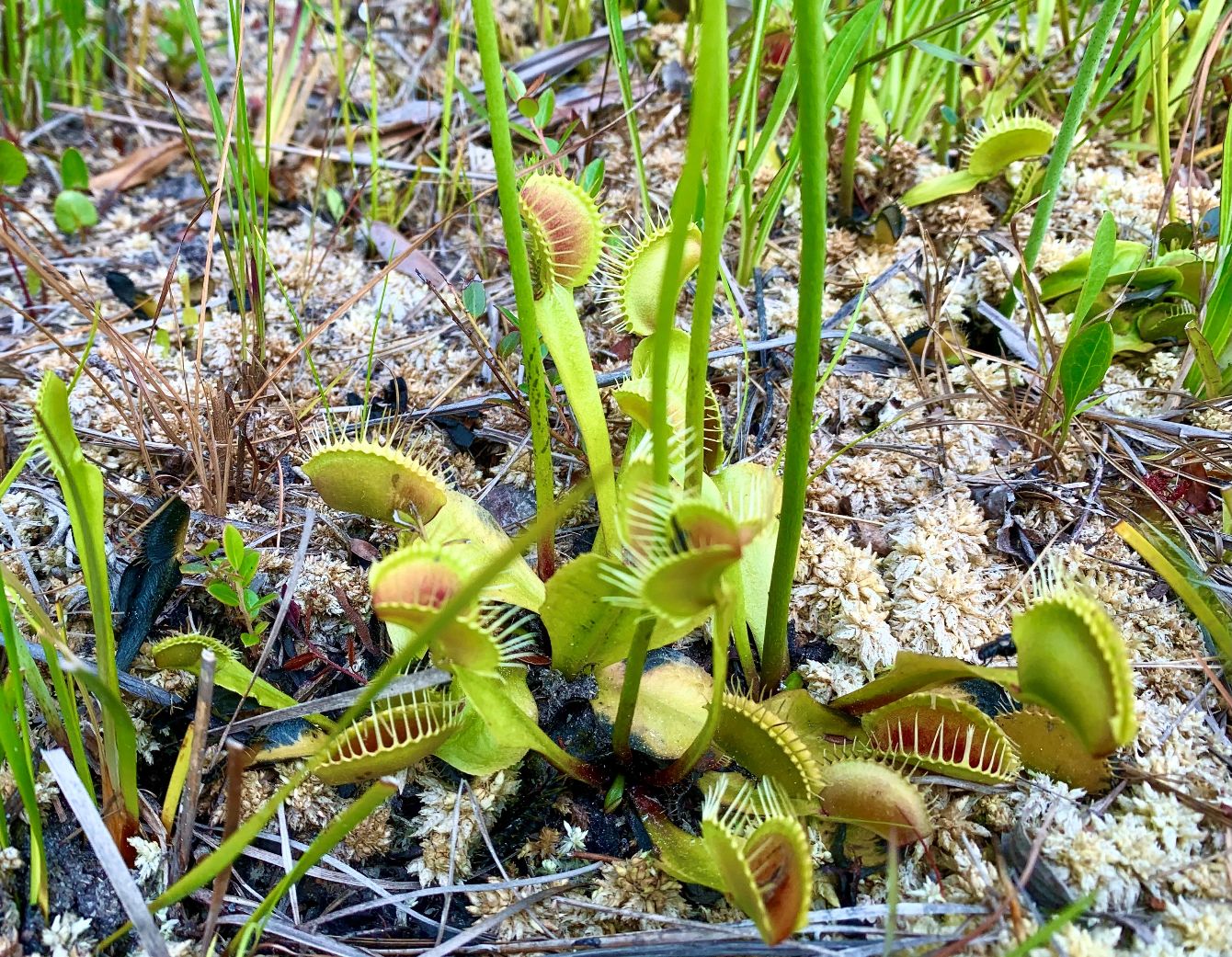 About the Venus Flytrap T-Shirts campaign on Bonfire 2