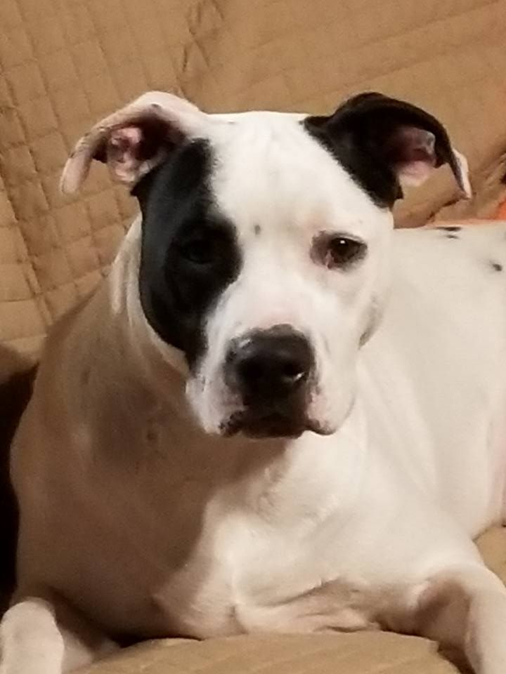 About the Double Trouble on a Shirt! campaign on Bonfire 4