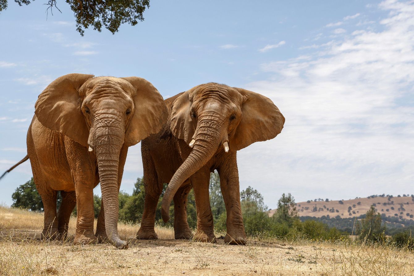 About the PAWS Logo T-Shirts campaign on Bonfire 2