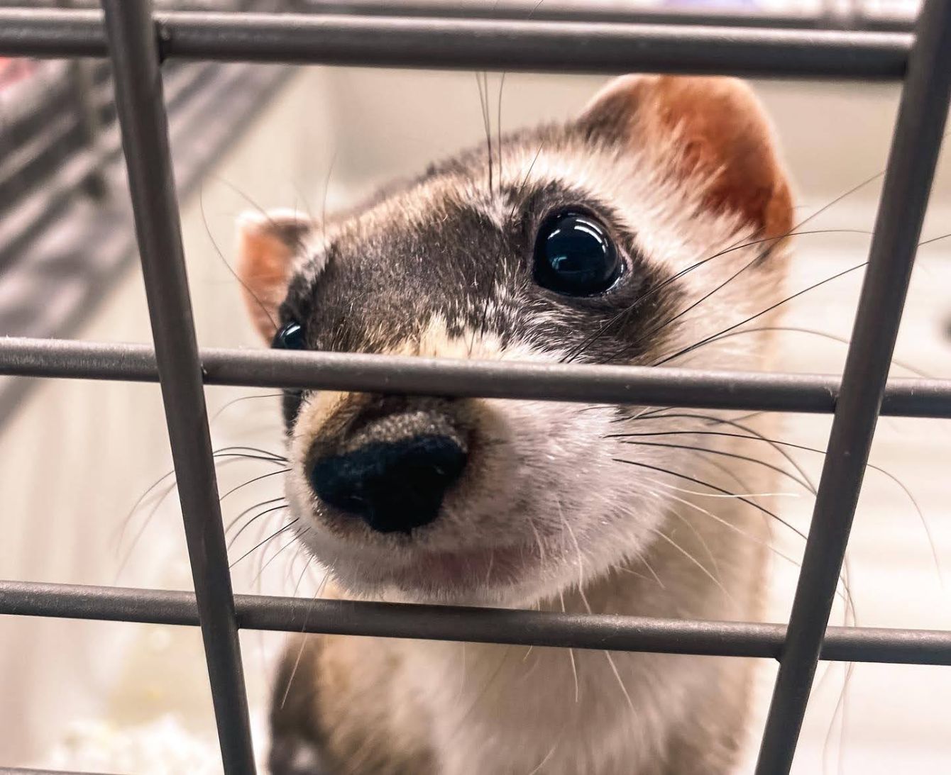 About the  campaign on Bonfire 4