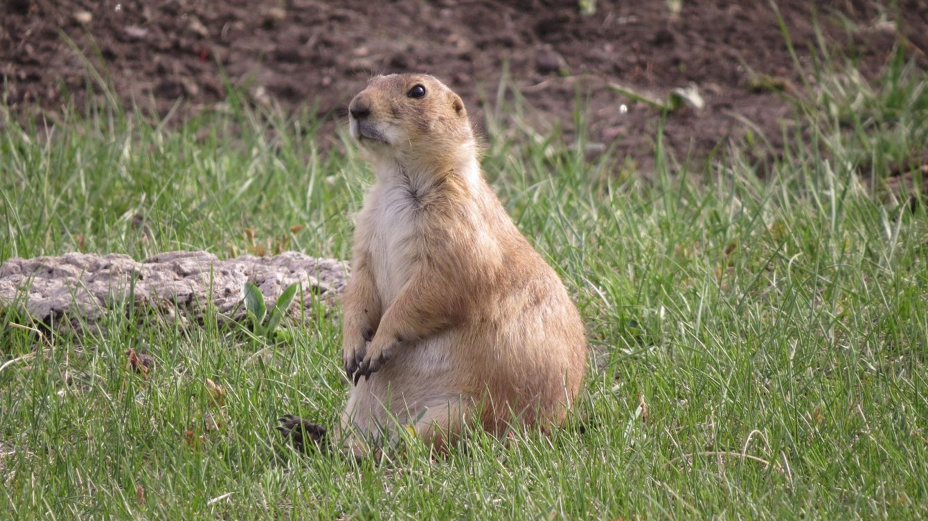 About the  campaign on Bonfire 6