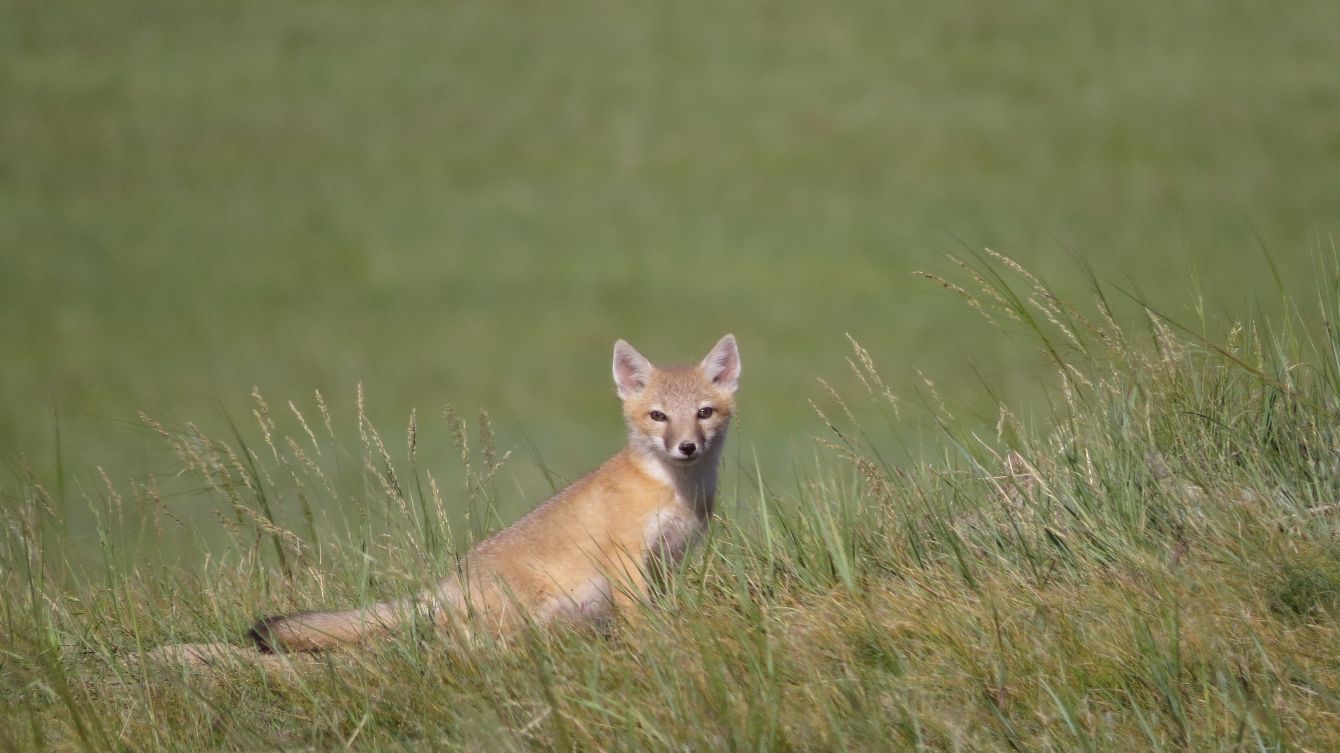 About the Swift Fox "Swiftie" Tee campaign on Bonfire 2