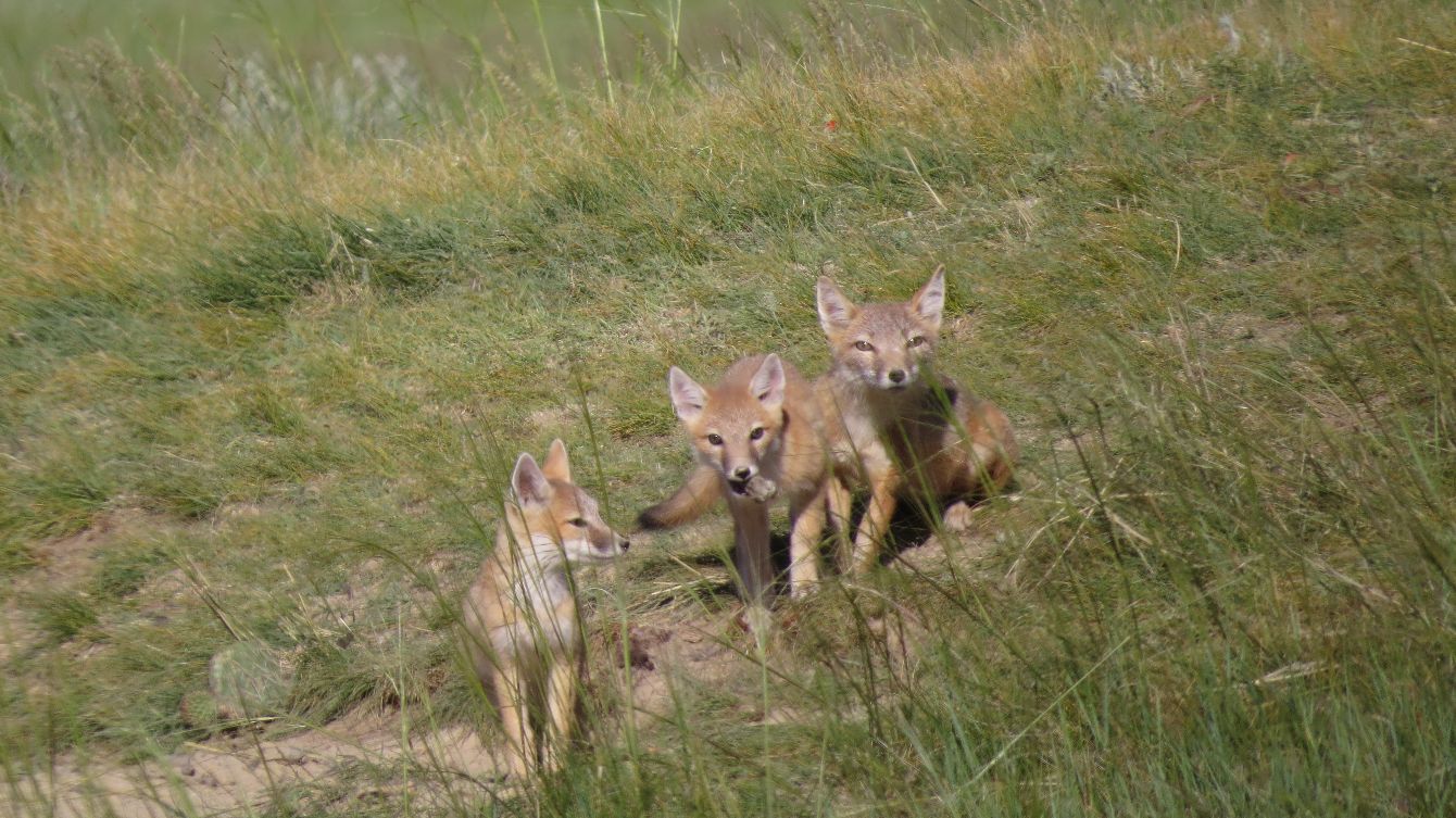 About the Swift Fox "Swiftie" Tee campaign on Bonfire 4