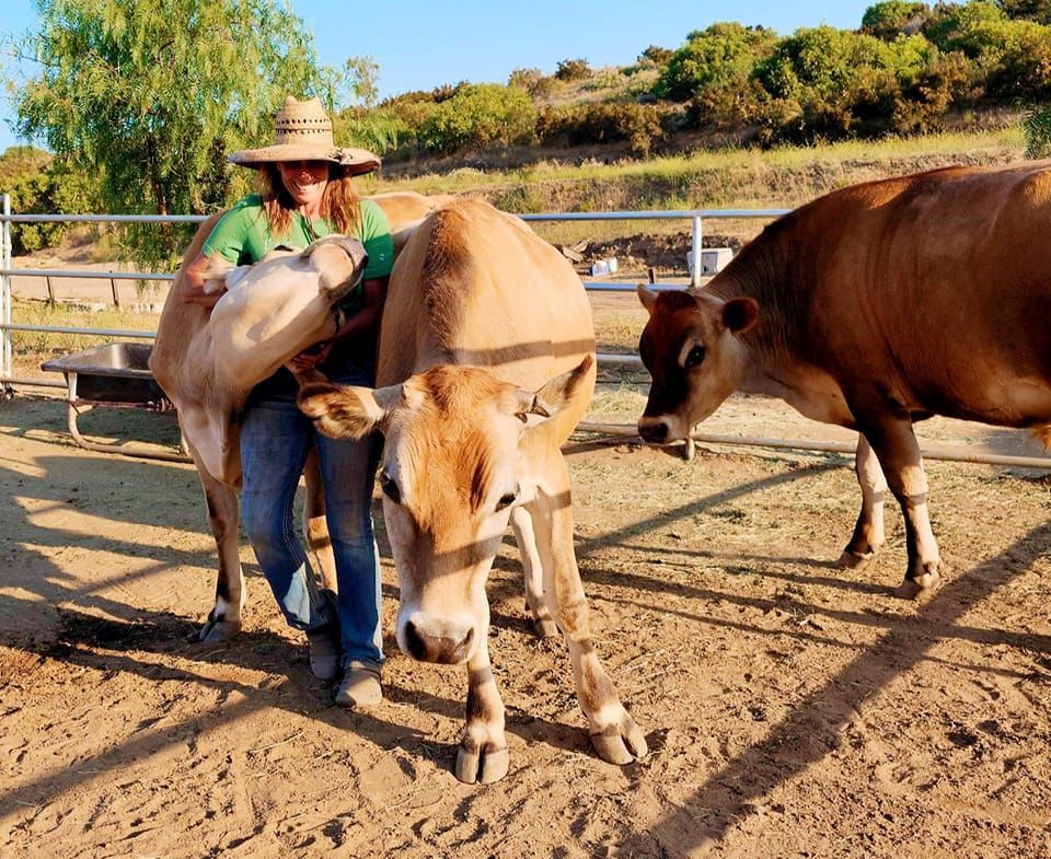 About the Mistletoe & Moo campaign on Bonfire 2