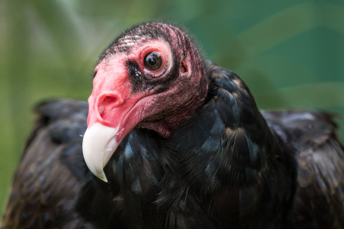 About the REGI Turkey Vulture (October) campaign on Bonfire 2