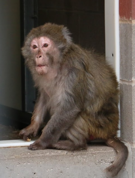 About the The Whimsical Mrs. Wilkin campaign on Bonfire 2