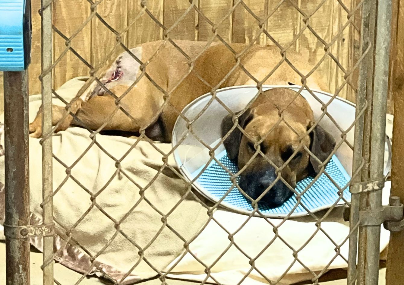 About the ERIN GO BARK campaign on Bonfire 4