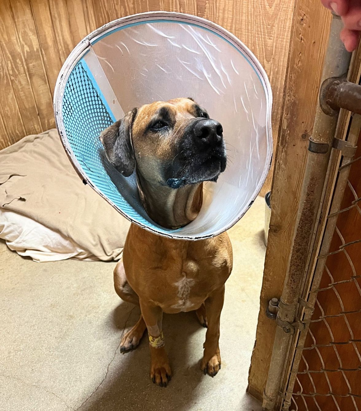 About the ERIN GO BARK campaign on Bonfire 3